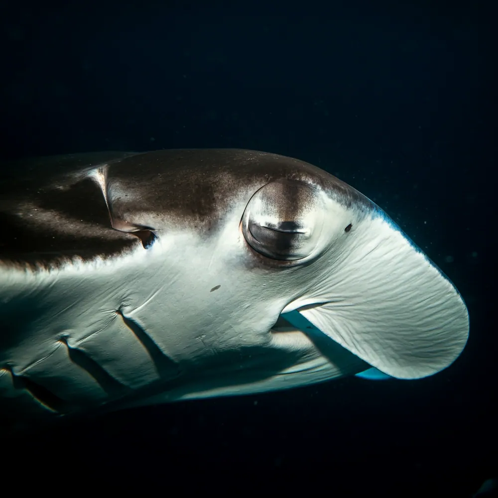 Manta Ray