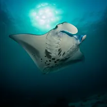 Manta Ray, Female