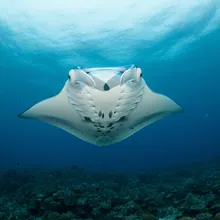 Manta Ray, Male