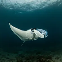 Manta Ray, Young