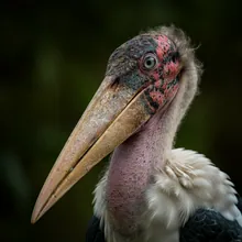 Marabou Stork, Close up