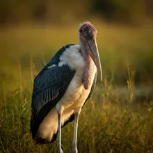 Marabou Stork, Female