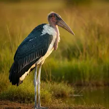 Marabou Stork, Male