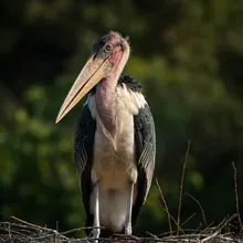 Marabou Stork, Young