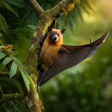 Mariana Fruit Bat, Female