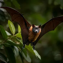 Mariana Fruit Bat, Male