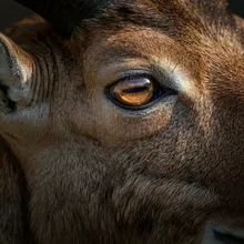 Markhor, Close up