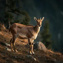 Markhor, Female