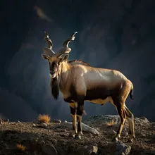 Markhor, Male
