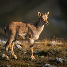 Markhor, Young