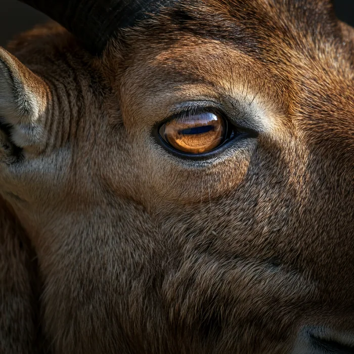 Markhor