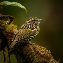 Marvellous Spatuletail, Female