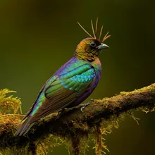 Marvellous Spatuletail, Male