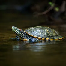 Mary River Turtle, Young