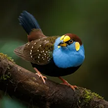 Masked Finfoot, Male