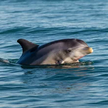Maui Dolphin, Female