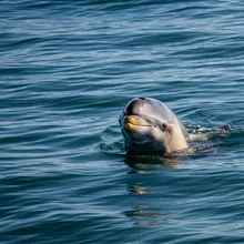 Maui Dolphin, Male