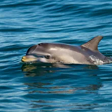 Maui Dolphin, Young