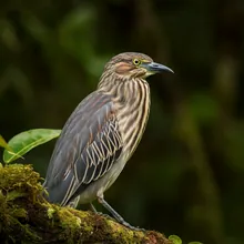 Mauritius Fody, Young