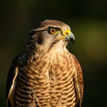 Mauritius Kestrel, Female
