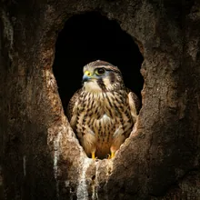 Mauritius Kestrel, Young