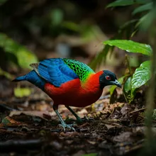 Mindoro Bleeding-heart, Male