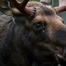 Moose, Close up