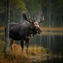 Moose, Male