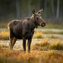 Moose, Young
