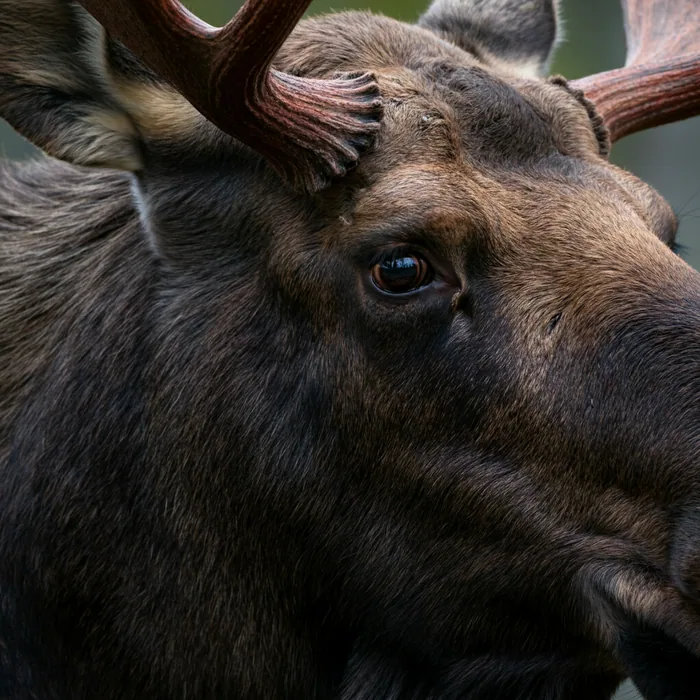 Moose