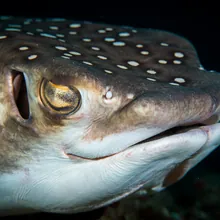 Mottled Eagle Ray, Close up