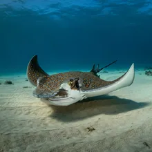 Mottled Eagle Ray, Female