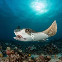 Mottled Eagle Ray, Male