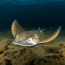 Mottled Eagle Ray, Young