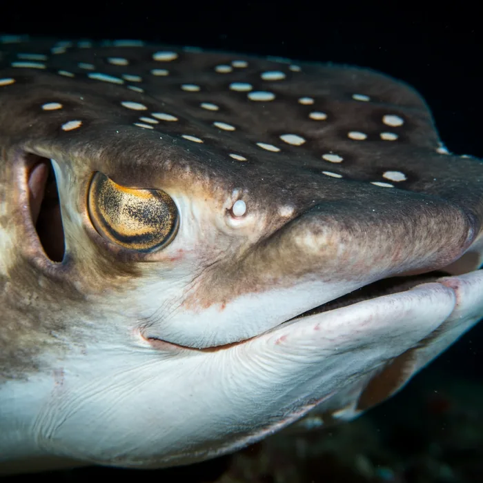 Mottled Eagle Ray