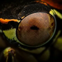 Mount Kitanglad Daggerwing, Close up