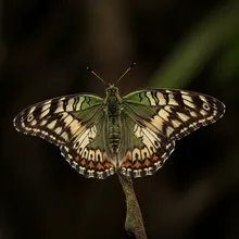 Mount Kitanglad Daggerwing, Female