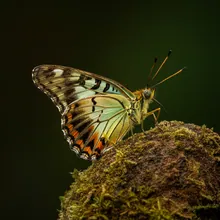 Mount Kitanglad Daggerwing, Male