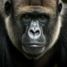 Mountain Gorilla, Close up