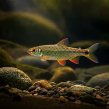 Naked Characin, Female