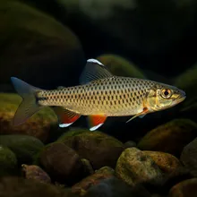 Naked Characin, Male