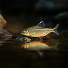 Naked Characin, Young