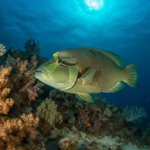 Napoleon Fish, Female