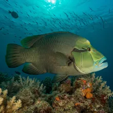 Napoleon Fish, Male