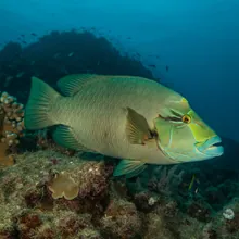 Napoleon Fish, Young