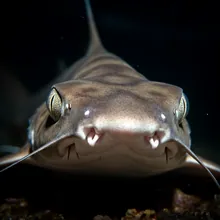 Narrowsnout Catshark, Close up