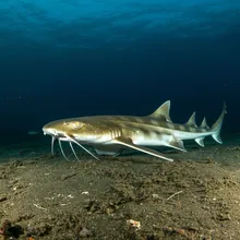 Narrowsnout Catshark, Female