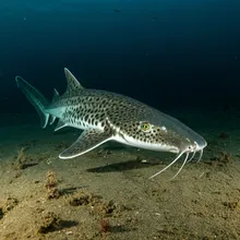 Narrowsnout Catshark, Male