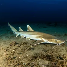 Narrowsnout Catshark, Young