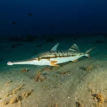 Narrowsnout Guitarfish, Female